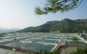 A Deep Dive into China's Shrimp Farming Industry A Deep Dive into China's Shrimp Farming Industry