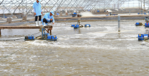 La industria camaronera de Cà Mau avanza hacia un crecimiento 'verde'