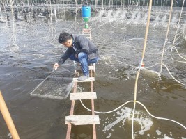 Ca Mau amplía el modelo de cultivo de camarón en sistema circular a 1.500 hectáreas Ca Mau amplía el modelo de cultivo de camarón en sistema circular a 1.500 hectáreas