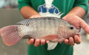 Tilapia to expand to brackish water and estuarine sites in the Philippines
