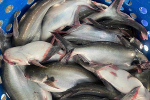 El panga mantiene un buen precio y beneficia a las empresas exportadoras