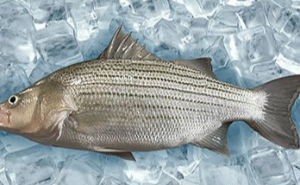 Scientists develop green alternative for treating Streptococcus iniae in hybrid striped bass