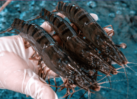 Nuevas oportunidades con el modelo de cultivo de camarón tigre negro domesticado