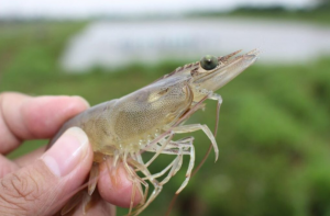 Bioseguridad: La Solución Clave para los Desafíos de las Enfermedades Acuícolas