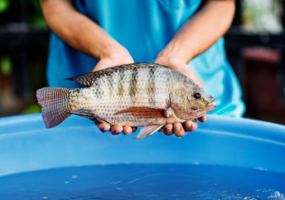 Philippine project to develop vaccine against tilapia lake virus
