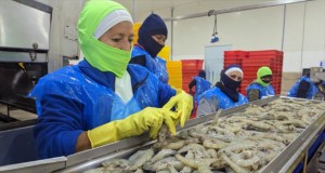 Ecuador lidera las exportaciones mundiales de camarón, superando los 7 mil millones de dólares en 2025