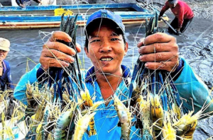 Los precios del camarón de agua dulce gigante aumentan, los agricultores de U Minh Thuong celebran una cosecha abundante Los precios del camarón de agua dulce gigante aumentan, los agricultores de U Minh Thuong celebran una cosecha abundante