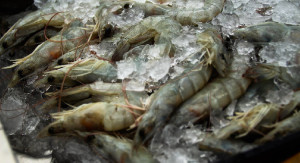 Prices of small-sized raw shrimp decline