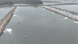 Monitoreo Acústico Pasivo: Evaluación del Impacto Ambiental en el Comportamiento Alimentario de los Camarones