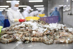 Preserve shrimp farming areas to develop the billion-dollar shrimp industry