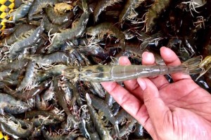 Indonesia implementa la certificación de camarón libre de radiación para exportar a Estados Unidos