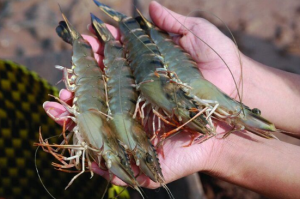 How to Make Shrimp Farming More Resilient to Climate Change