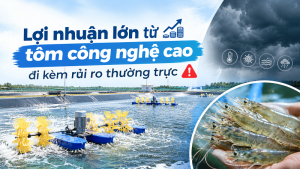 Lợi nhuận lớn từ tôm công nghệ cao đi kèm rủi ro thường trực