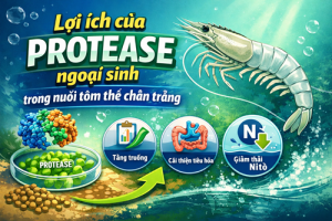 Benefits of Exogenous Protease in Whiteleg Shrimp Farming