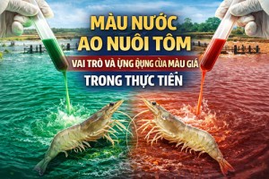 Màu nước ao nuôi tôm: Vai trò và ứng dụng của màu giả trong thực tiễn