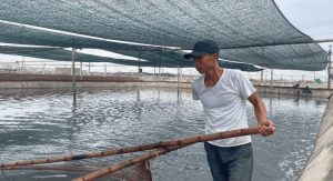 Modelo de cultivo multiespecie de camarón con alta tecnología: Inversión millonaria, beneficios sostenibles Modelo de cultivo multiespecie de camarón con alta tecnología: Inversión millonaria, beneficios sostenibles