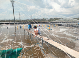 The Threats of Nitrite in Shrimp Ponds and How to Overcome It