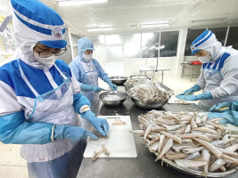 Sustainable Fisheries Partnership anuncia una nueva estrategia para ampliar su impacto