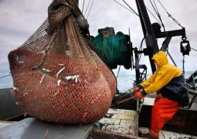 New England’s shrimp fishery to shut down for the long haul after years of decline