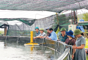 Nghệ An: Tự động hóa yếu tố môi trường trong nuôi tôm 3 giai đoạn Nghệ An: Tự động hóa yếu tố môi trường trong nuôi tôm 3 giai đoạn