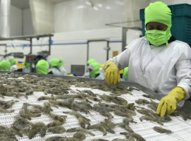 Ecuador shrimp industry lost $1.5 billion in 2023
