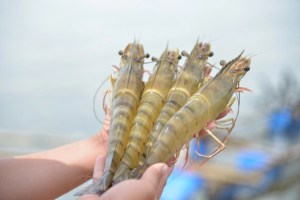 Vietnamese shrimp and catfish choose a sustainable path in global competition