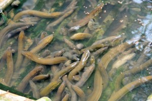 La cría de anguilas sin lodo mediante tecnología de recirculación de agua ayuda a aumentar la rentabilidad La cría de anguilas sin lodo mediante tecnología de recirculación de agua ayuda a aumentar la rentabilidad