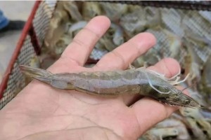 Nuôi tôm giữa sa mạc: Trung Quốc biến vùng đất khô cằn thành trang trại biển bằng công nghệ Nuôi tôm giữa sa mạc: Trung Quốc biến vùng đất khô cằn thành trang trại biển bằng công nghệ