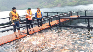 Developing Cage Aquaculture in Irrigation Reservoirs: Toward Zoning and Traceability Codes Developing Cage Aquaculture in Irrigation Reservoirs: Toward Zoning and Traceability Codes