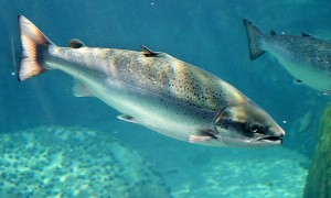 Cost-efficient analysis helps breed disease-resistant fish