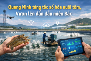 Quang Ninh acelera la digitalización de la camaronicultura y se posiciona como líder en el norte de Vietnam