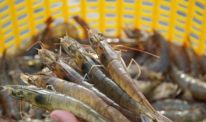Launch of the Vietnam Shrimp Association, with expectations to boost export growth