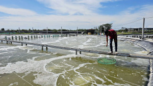 Tras los daños causados por el calor, es necesario reforzar la protección de los camarones de cultivo durante la transición estacional