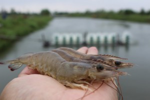 Cà Mau strengthens traceability to enhance the competitiveness of the shrimp industry.
