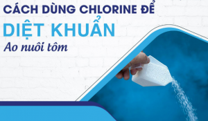 Sử Dụng Clo Trong Ao Nuôi Tôm Có Thể Gây Hại Nghiêm Trọng Sử Dụng Clo Trong Ao Nuôi Tôm Có Thể Gây Hại Nghiêm Trọng