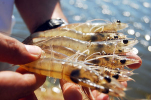 Message for the Vietnamese shrimp industry