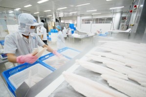 El mercado interno: Bastión a largo plazo del pangasio vietnamita El mercado interno: Bastión a largo plazo del pangasio vietnamita