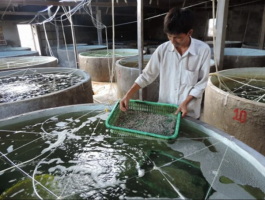 Reestructuración de la producción de semillas para mejorar la competitividad del sector acuícola