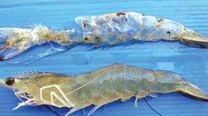 Khủng hoảng tôm nhiễm phóng xạ: Indonesia đối mặt với khu công nghiệp bị ô nhiễm