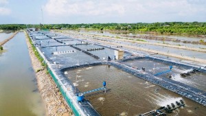 El modelo de cultivo de camarones con sistema RAS-IMTA ayuda a Cà Mau a aumentar la productividad, reducir las emisiones, proteger el medio ambiente y cumplir con los estándares de exportación El modelo de cultivo de camarones con sistema RAS-IMTA ayuda a Cà Mau a aumentar la productividad, reducir las emisiones, proteger el medio ambiente y cumplir con los estándares de exportación