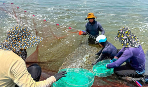 Early-Season Shrimp Fetch Good Prices, Farmers Eagerly Harvesting Early-Season Shrimp Fetch Good Prices, Farmers Eagerly Harvesting