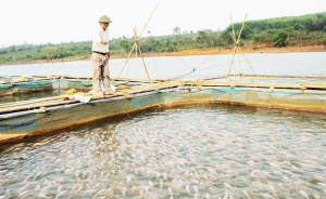 Cà Mau mounts effort to produce 570,000 tons of farmed seafood