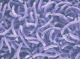 Vi khuẩn Vibrio ở tôm thẻ chân trắng là nguyên nhân gây ra nhiều bệnh