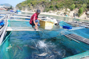 Việt Nam tìm giải pháp nuôi trồng thủy sản biển bền vững