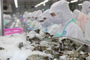 Exportaciones de camarón en los primeros siete meses del año: Aceleración en Asia, fuerte presión desde Estados Unidos Exportaciones de camarón en los primeros siete meses del año: Aceleración en Asia, fuerte presión desde Estados Unidos