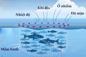 Mẹo Giảm Thiểu Tác Động Môi Trường Của Nghề Nuôi Tôm