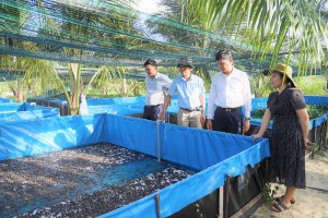 Áp dụng đại trà mô hình nuôi ếch Thái Lan ở vùng đất cát ven biển