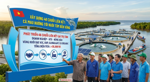 Building 48 Value Chains: Ca Mau Strives for Sustainable Shrimp Farming