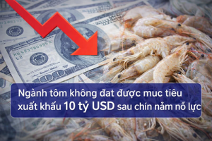Ngành tôm không đạt được mục tiêu xuất khẩu 10 tỷ USD sau chín năm nỗ lực