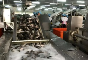 Compartir: La tilapia supera los prejuicios Compartir: La tilapia supera los prejuicios